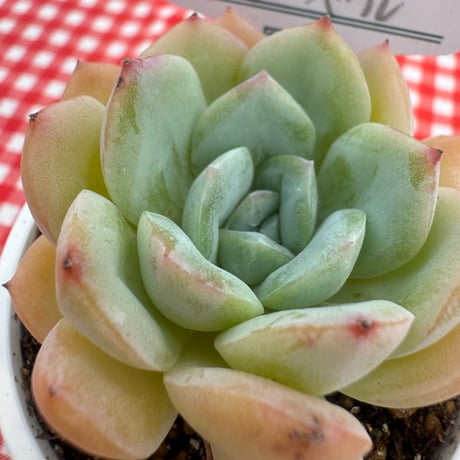 多肉植物　リエール苗　スノーベル