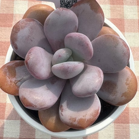 多肉植物  リエール苗  ラールラ