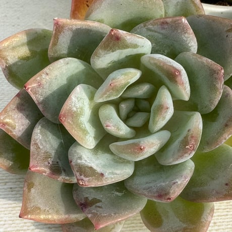 多肉植物　リエール苗　ヘイラ