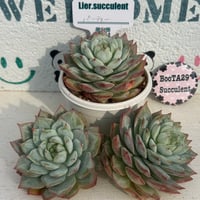 多肉植物　リエール苗　パーティー