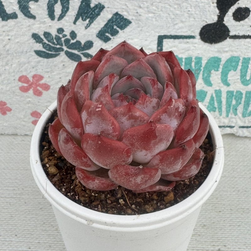 多肉植物 韓国苗 アイスハートクリスタル 大きめ 発根済み 多肉植物