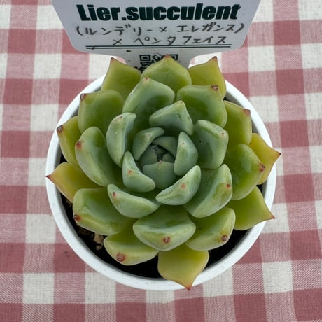 多肉植物  リエール苗  (ルンデリー×エレガンス)×ペンタフェイス