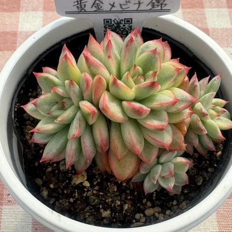 多肉植物  リエール苗   黄金メビナ錦