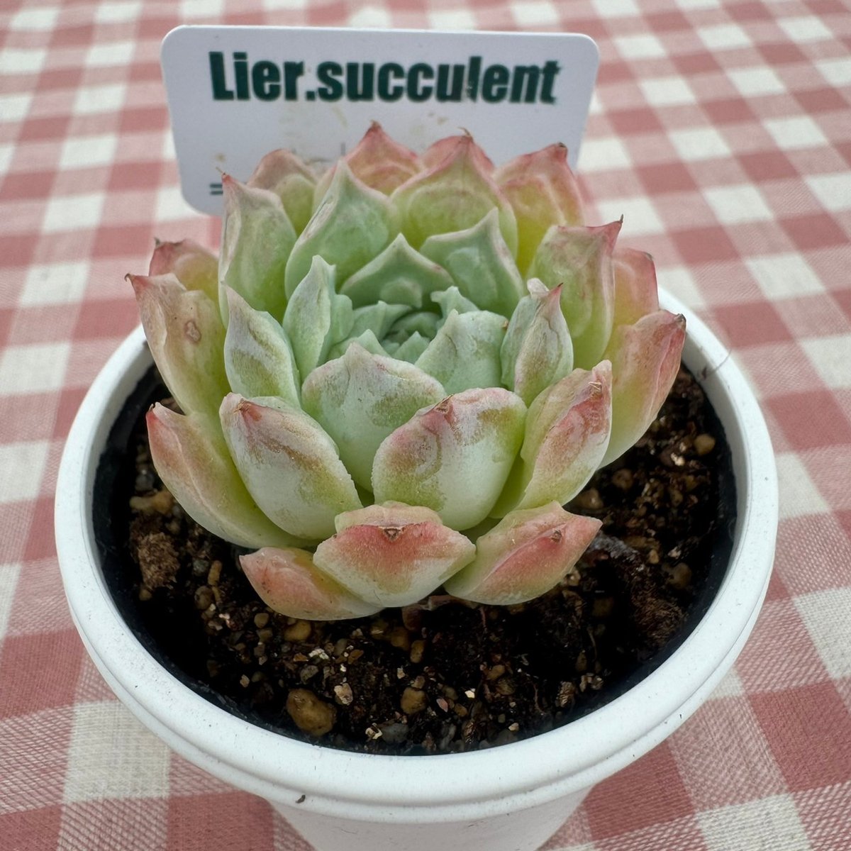 多肉植物 リエール苗 ハートチョイス | BooTA29♡Succulent