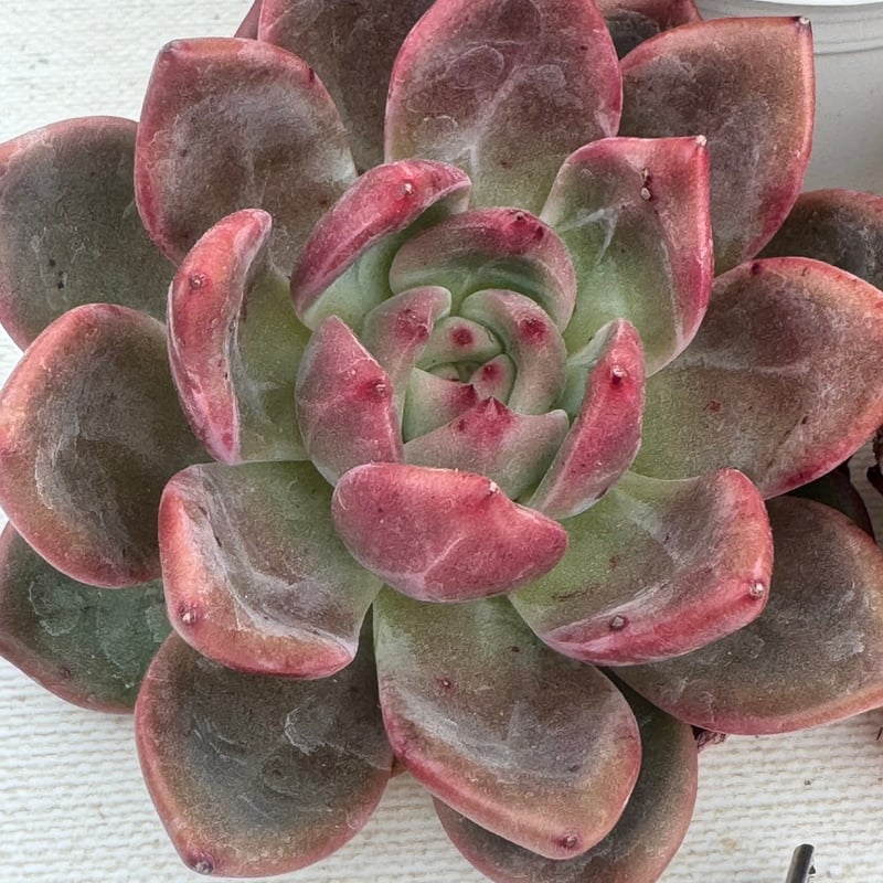 多肉植物 リエール苗 アモス | BooTA29♡Succulent