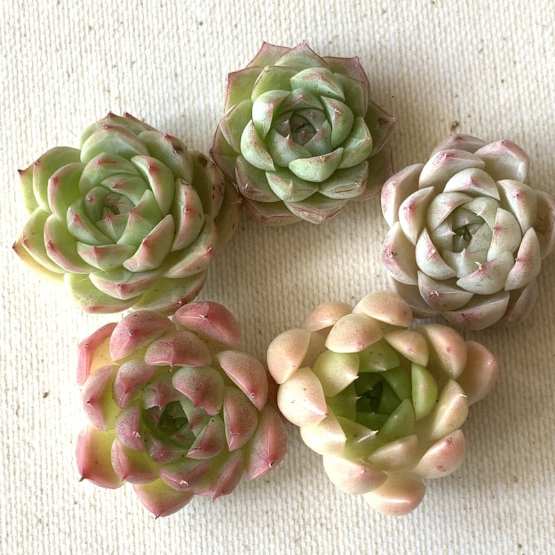 H 多肉植物 カット苗 1パック つぶつぶ多肉+オマケ