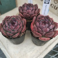 多肉植物　韓国苗　エケベリア　ブラックアイズ