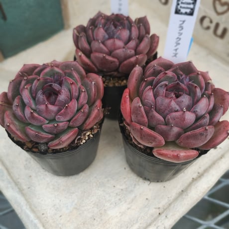 CATEGORY 多肉植物 | BooTA29♡Succulent