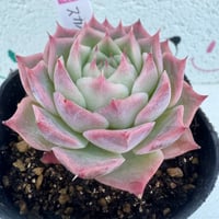 多肉植物　韓国苗　スカイワールド