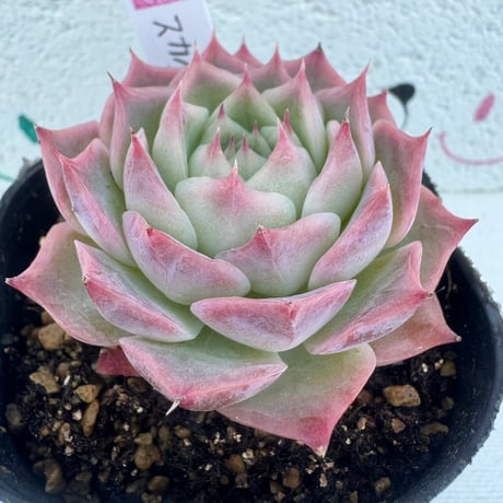 CATEGORY 多肉植物 | BooTA29♡Succulent CATEGORY 多肉植物 | BooTA29♡Succulent