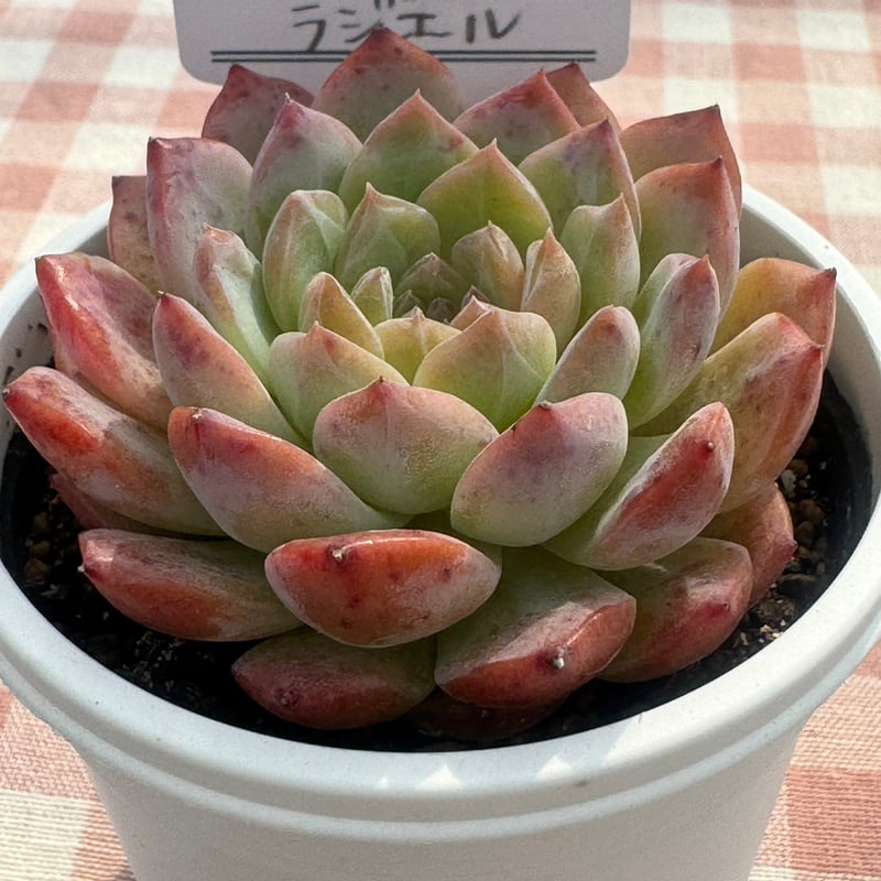 多肉植物 リエール苗 ラジエル | BooTA29♡Succulent