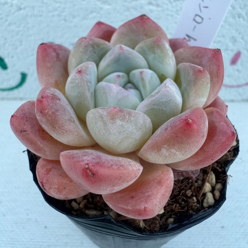 多肉植物　韓国苗　モンローＱ　大きめ　抜き苗 多肉植物 エケベリア モンローQ 韓国苗 抜き苗 カット苗 約5cm hng