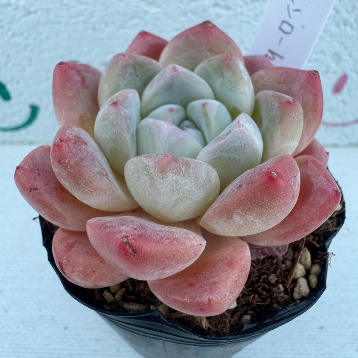 多肉植物 韓国苗 シィックモンローhyb | BooTA29♡Succulent