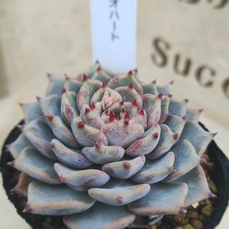多肉植物　韓国苗　エケベリア　リオハート