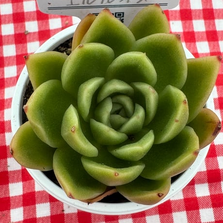 多肉植物　リエール苗　エルルイズ