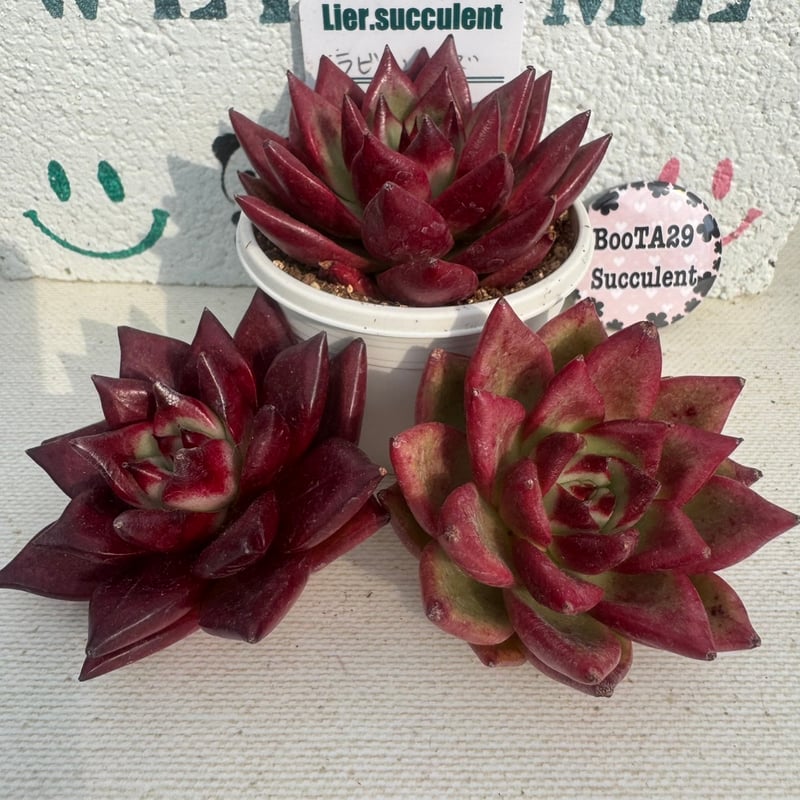 多肉植物 リエール苗 ラビエンローズ | BooTA29♡Succulent