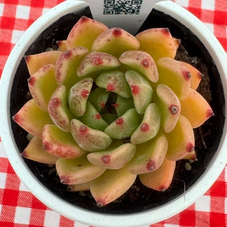 多肉植物  リエール苗  スペクトラ