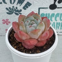 多肉植物　韓国苗　シィックモンローhyb