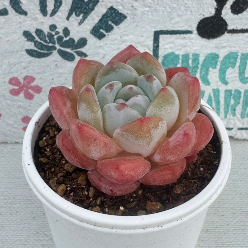 多肉植物 韓国苗 シィックモンローhyb | BooTA29♡Succulent