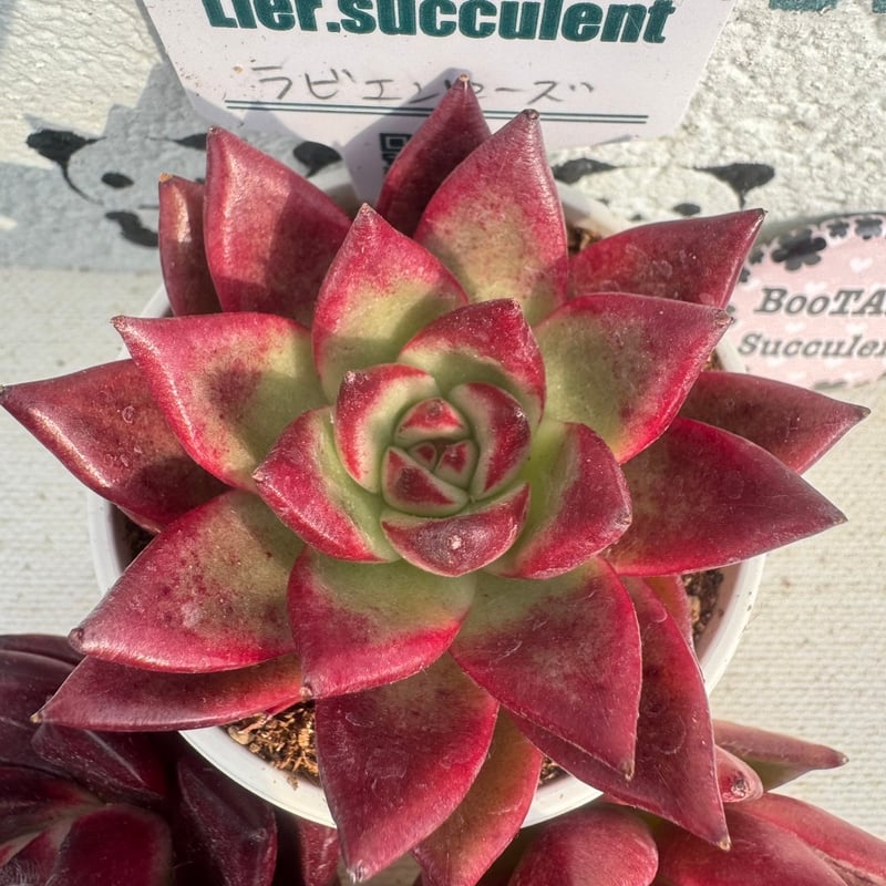 売却済み　　多肉植物 リエール苗　サンダーローズ 多肉植物 リエール苗 ラビエンローズ | BooTA29♡Succulent