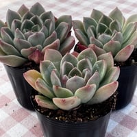 多肉植物 韓国苗 抜き苗 シックモンロー | BooTA29♡Succulent