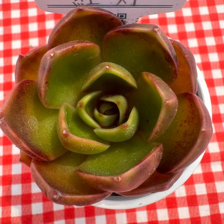 多肉植物　リエール苗　紅灯