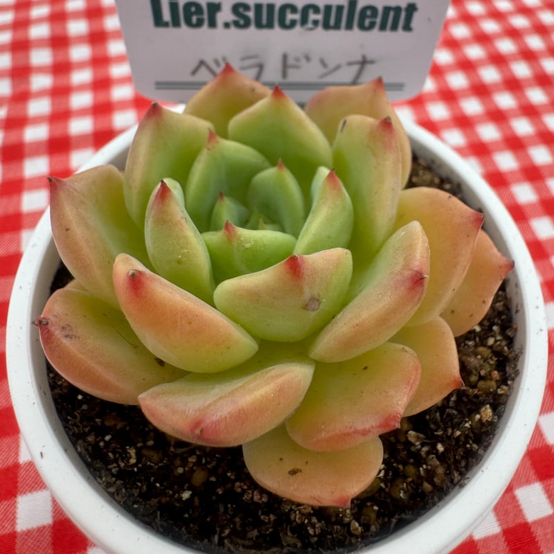 多肉植物 リエール苗 ベラドンナ | BooTA29♡Succulent