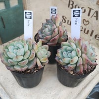 多肉植物 リエール苗 ピンククリスタル | BooTA29♡Succulent