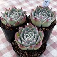 多肉植物 韓国苗 抜き苗 フロリディティール | BooTA29♡Succulent