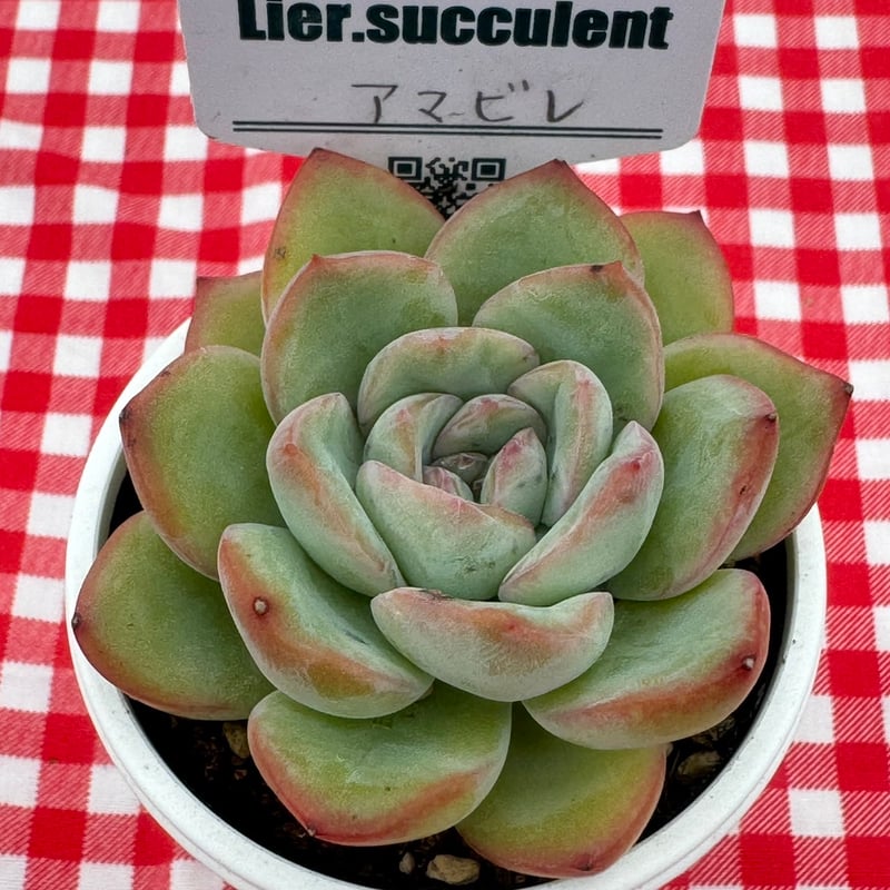 アマビレ 韓国苗 Lier苗 多肉植物 リエール エケベリア 多肉植物 リエール苗 アマビレ | BooTA29♡Succulent
