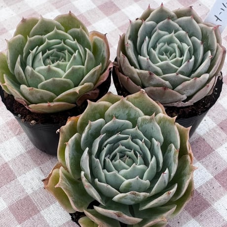 多肉植物　韓国苗　エケベリア　ロンリーハート