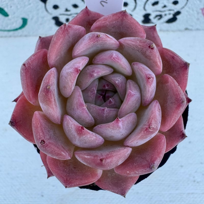 多肉植物 韓国苗 ピンククリスタル | BooTA29♡Succulent