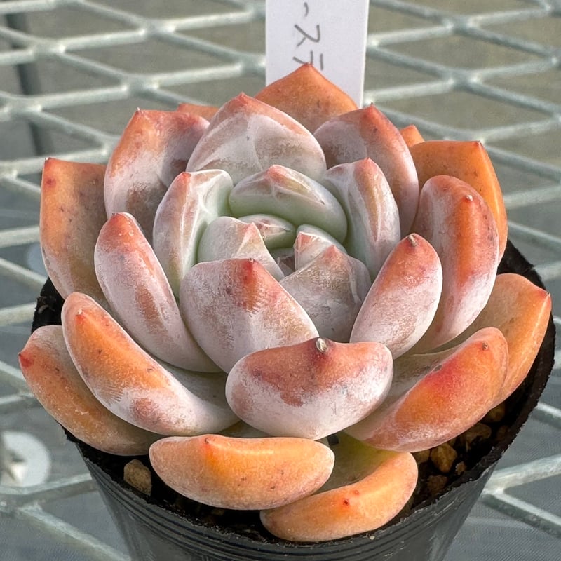 多肉植物 韓国苗 抜き苗 ジューステラス | BooTA29♡Succulent