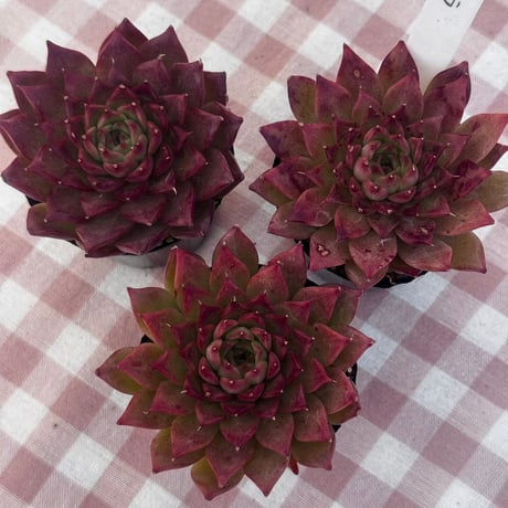 多肉植物　韓国苗　エケベリア　アギソラ