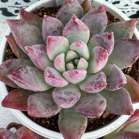 多肉植物　リエール苗　レッドレオパード