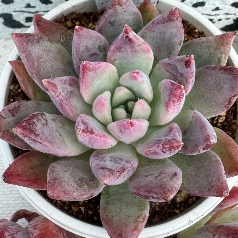 多肉植物 リエール苗 レッドレオパード | BooTA29♡Succulent