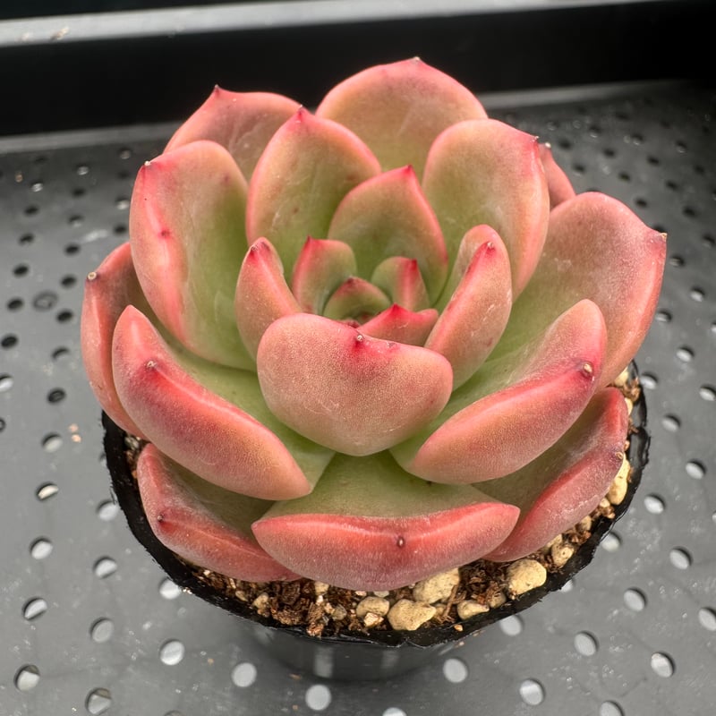 多肉植物 韓国苗 抜き苗 マドンナ | BooTA29♡Succulent