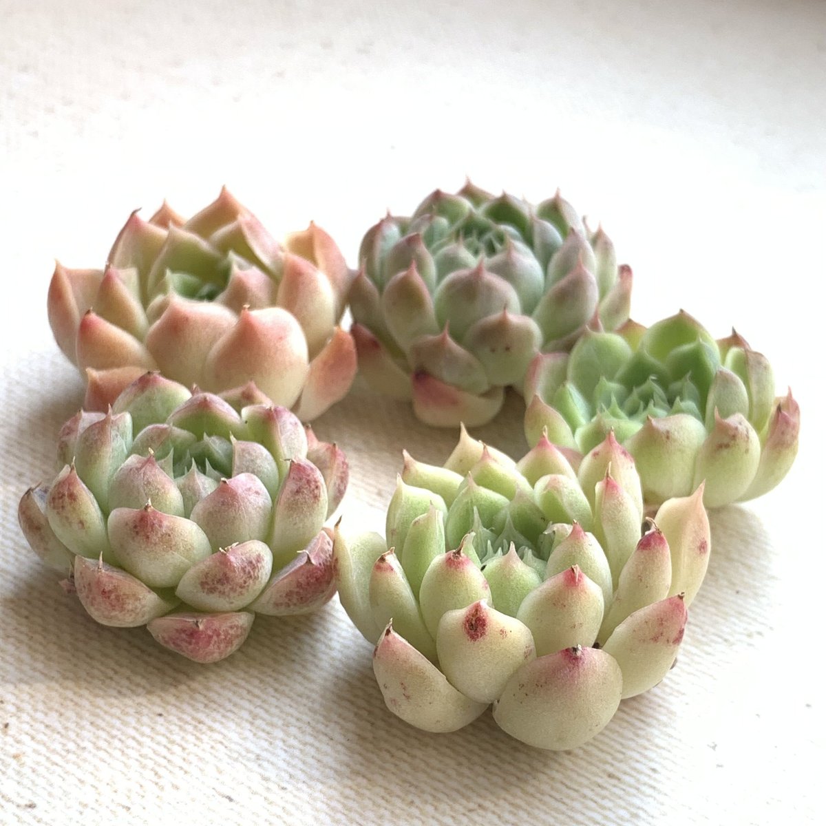 多肉植物 韓国苗 カット苗 5苗セット 5 | BooTA29♡Succulent 多肉植物 韓国苗 カット苗 5苗セット 5 | BooTA29♡Succulent