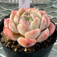 多肉植物 韓国苗 カット苗 5苗セット 5 | BooTA29♡Succulent 多肉植物 韓国苗 カット苗 5苗セット 5 | BooTA29♡Succulent