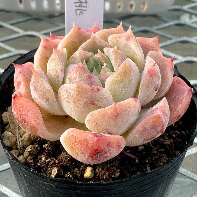 多肉植物 韓国苗 抜き苗 白桃 | BooTA29♡Succulent