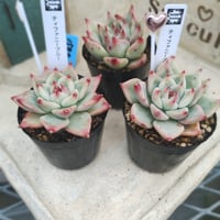 多肉植物　韓国苗　エケベリア　ティファニーブルー