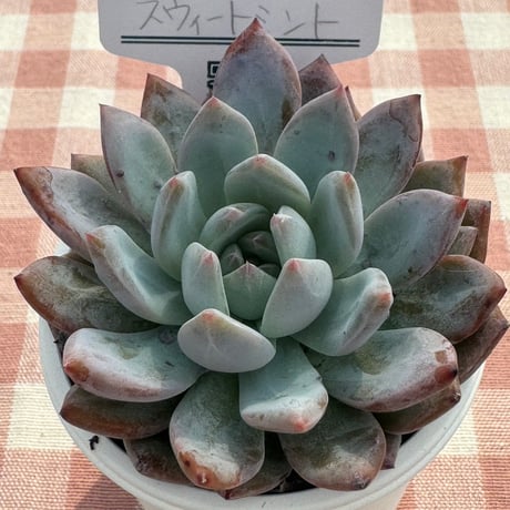 多肉植物  リエール苗  スウィートミント
