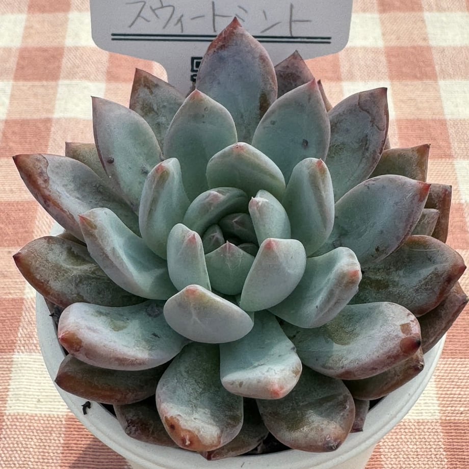669118f1904c0805eaad38f5