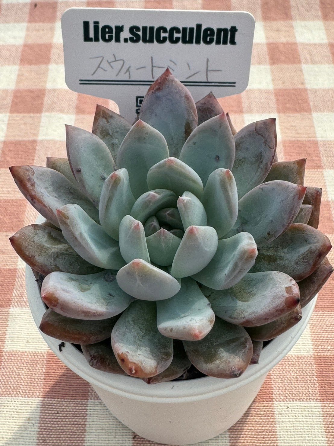 多肉植物 リエール苗 スウィートミント | BooTA29♡Succulent