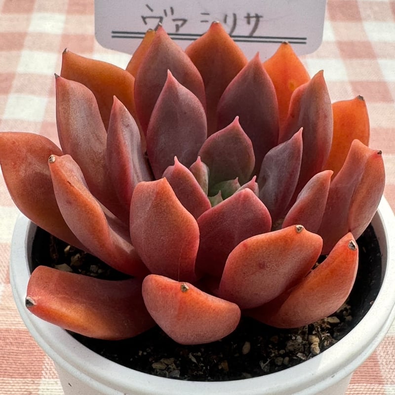多肉植物 リエール苗 ヴァシリサ | BooTA29♡Succulent