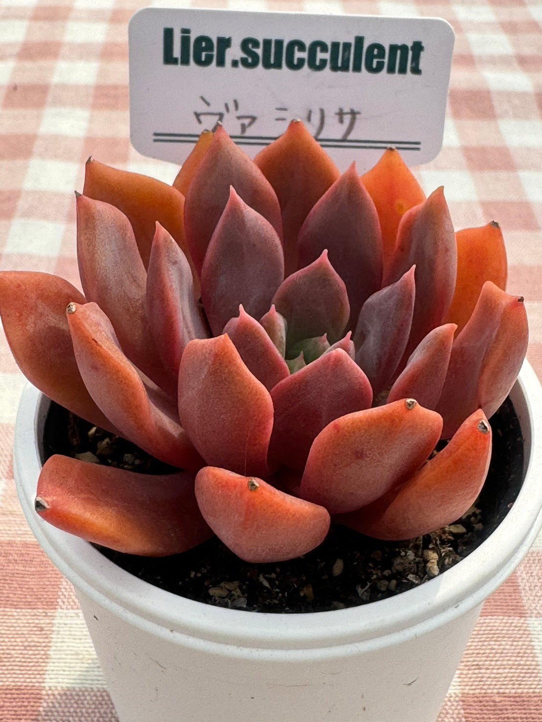 多肉植物 リエール苗 ヴァシリサ | BooTA29♡Succulent