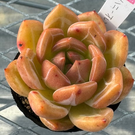 多肉植物　韓国苗　抜き苗　ハニーオレンジ