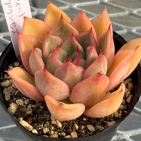 多肉植物　韓国苗　抜き苗　スウィートプリンセス