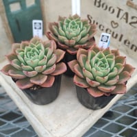多肉植物 リエール苗 ブラックパールマリア | BooTA29♡Succulent