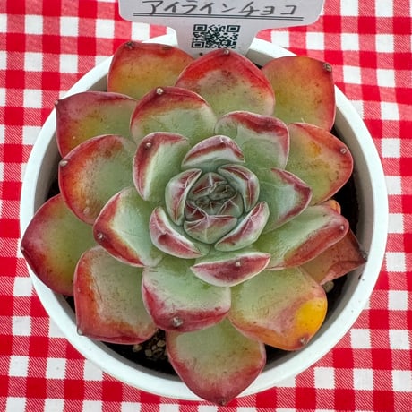 多肉植物  リエール苗  アイラインチョコ